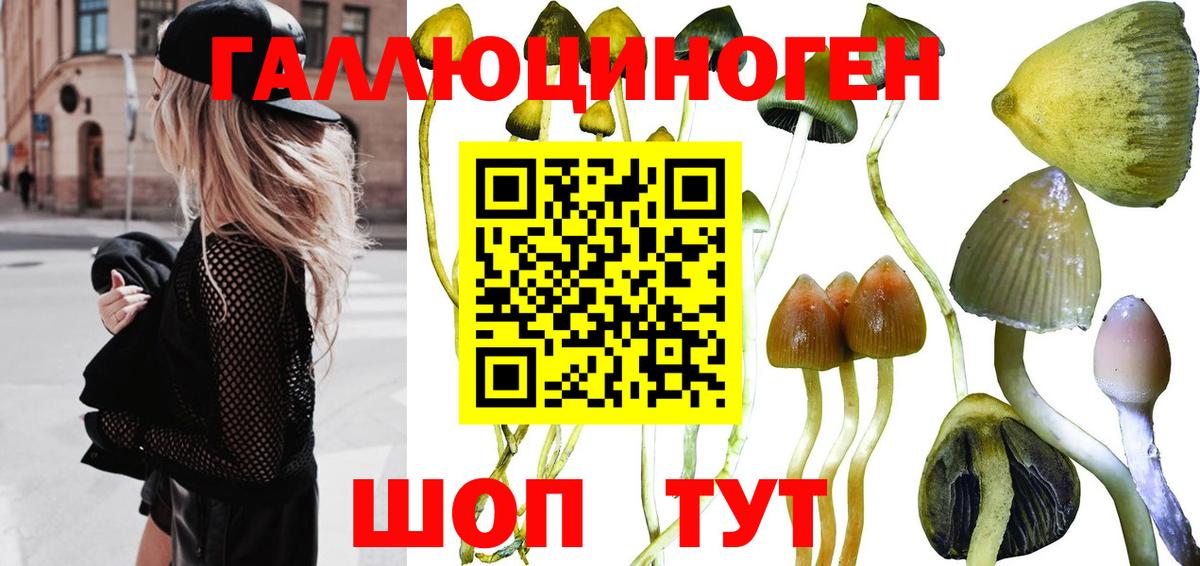 Псилоцибиновые грибы мицелий Дедовск